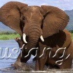 Національний парк Чобе – слонова столиця світу