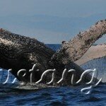 Ісландія пропонує постежити за китами