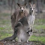 Австралія – країна унікальних тварин [draft]