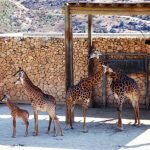 Сімейний відпочинок в Израиле: Біблейський зоопарк [draft]