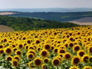 Заповідники Молдови - краса первозданної природи [draft]
